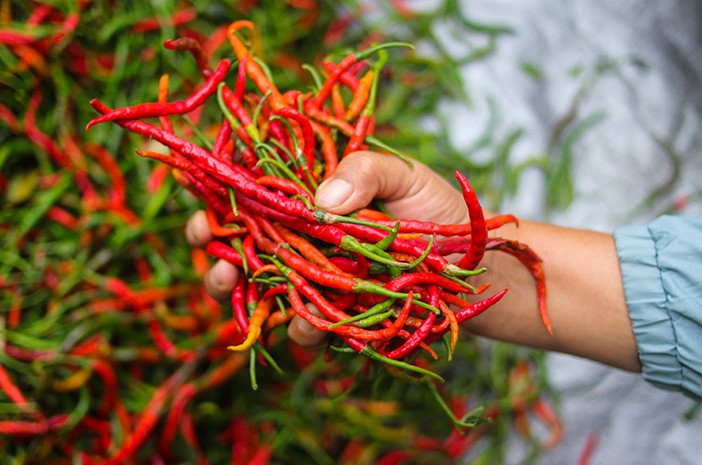 Stok Digelontorkan 10,9 Ton, Harga Cabai Rawit Mulai Turun Drastis. (Foto: Ilustrasi)