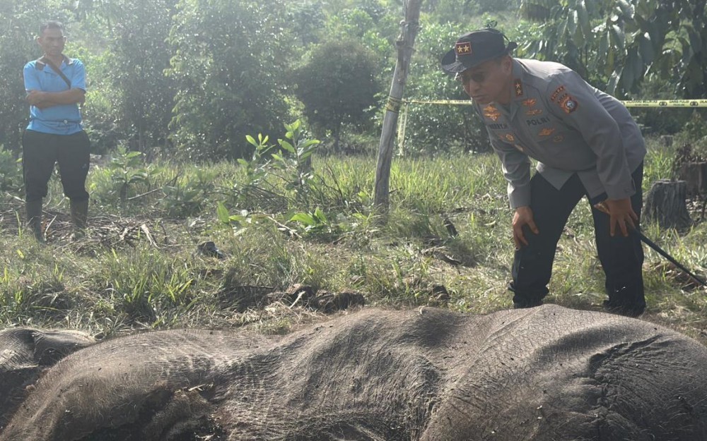 Anak Gajah Ditemukan Mati di Riau, Polisi Terjunkan Tim Labfor dan Penyidik