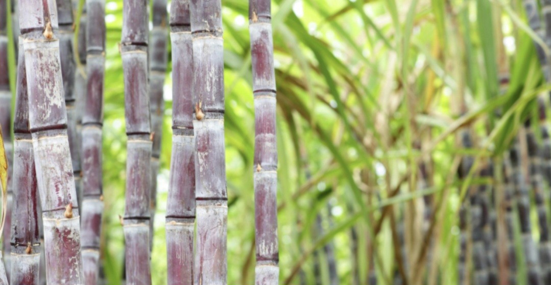 Percepat Swasembada Gula, Kementan Siapkan 5,9 Miliar Mata Benih Tebu di 2026 (FOTO:Dok Kementan)