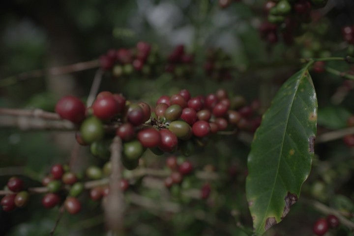 Kementan Percepat Hilirisasi Perkebunan (FOTO:Dok Kementan)