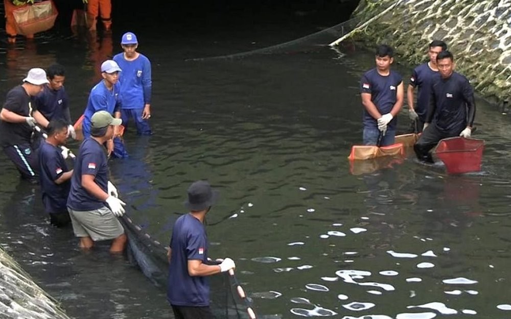 Pemprov DKI Akan Berantas Ikan Sapu-Sapu, Dianggap Rusak Ekosistem Perairan Jakarta