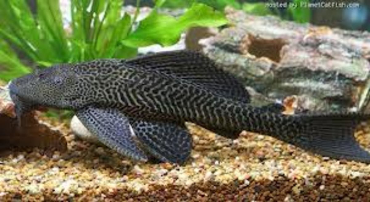 Ikan Sapu-sapu Rusak Ekosistem, Pramono Gelar Pembersihan Serentak pada Jumat   (FOTO:iNews Media Group)