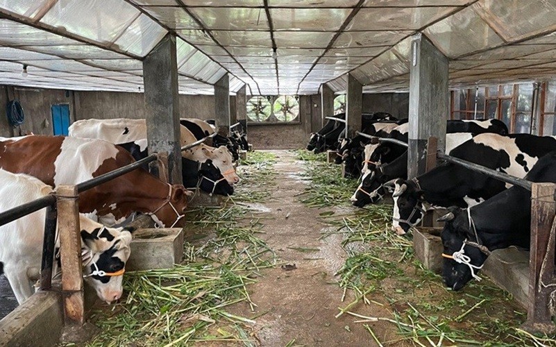 Savoria Group, bagian dari Djarum Group bakal membangun peternakan sapi perah berskala besar di Kabupaten Brebes, Jawa Tengah. (Foto: iNews Media Group)