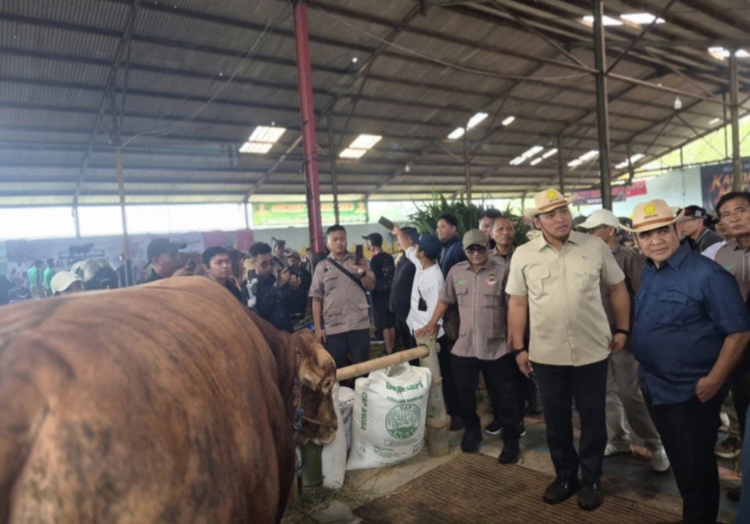 Jelang Iduladha, Wamentan Ingatkan Pentingnya Jaga Sapi Betina Produktif (FOTO:Dok Kementan)