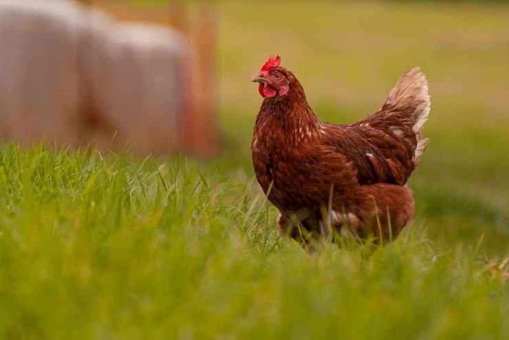 Peternak Dapat Angin Segar, Harga Ayam Hidup Dipatok Minimal Rp19.500 Per Kilogram. (Foto: Ilustrasi)