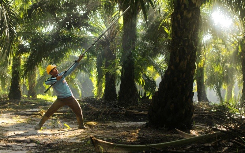 PT Sinar Mas Agro Resource & Technology Tbk atau SMART (SMAR) mengumumkan dividen sebesar Rp775,5 miliar. (Foto: Ist)