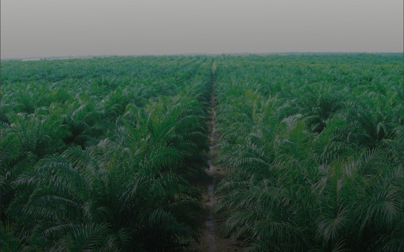 PT Triputra Agro Persada Tbk (TAPG) menetapkan total dividen sebesar Rp3,58 triliun untuk tahun buku 2025. (Foto: Ist)