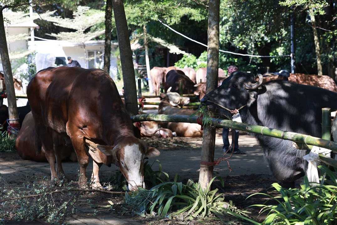 Prabowo Salurkan Hewan Kurban bagi Warga Hambalang, Setiap RW Dapat Satu Ekor Sapi. (Foto Istimewa)