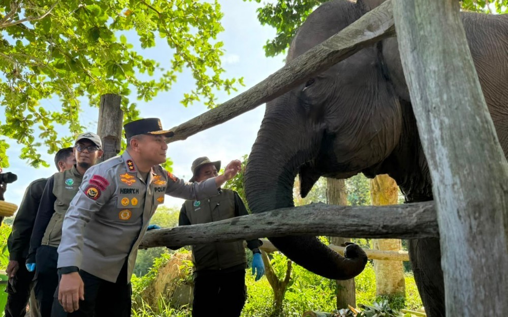 Anak Gajah Lahir di Taman Nasional Tesso Nilo, Dinamai Nona Seroja 