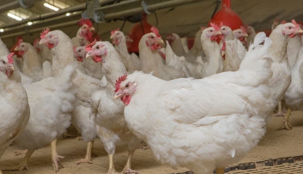 Restrukturisasi MBG Dinilai Tak Ganggu Prospek Saham Poultry. (Foto: iStock)