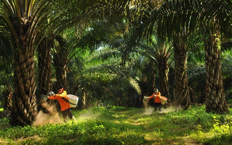 PT Prime Agri Resources Tbk (SGRO) bersiap membagikan dividen tunai kepada para pemegang saham sebesar Rp351 miliar. (Foto: Ist)