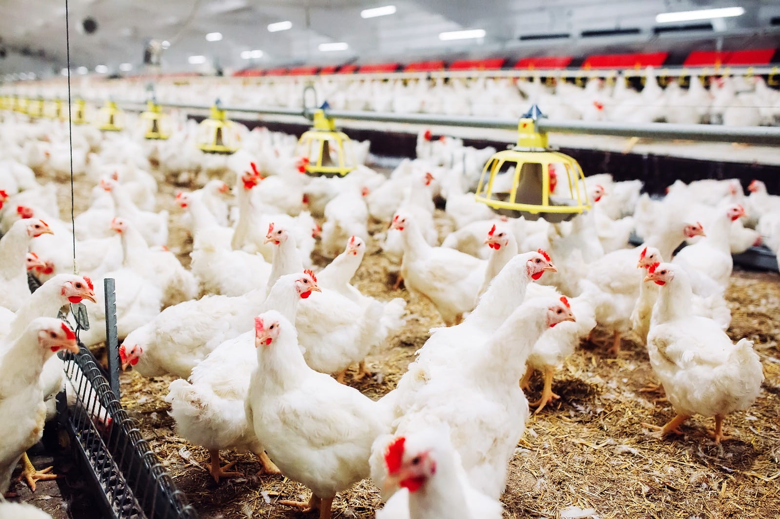 Emiten Poultry CPIN-JPFA Cs Diproyeksi Bangkit di Semester II-2026. (Foto: Magnific)