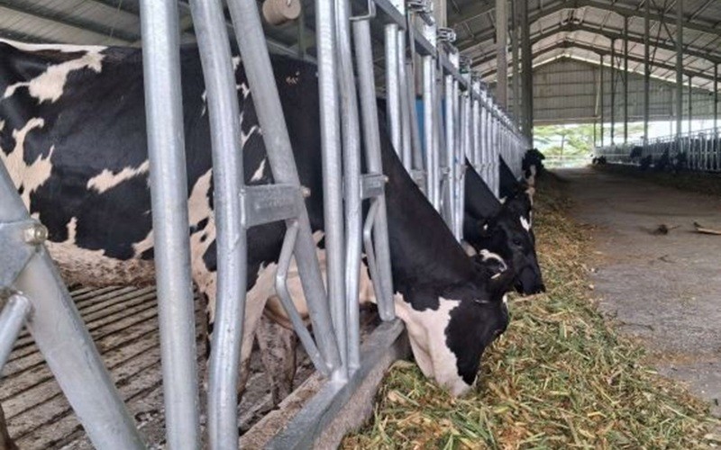 PT Estika Tata Tiara Tbk (BEEF) tengah menjajaki bisnis baru yakni peternakan sapi perah (dairy farm). (Foto: Ist)