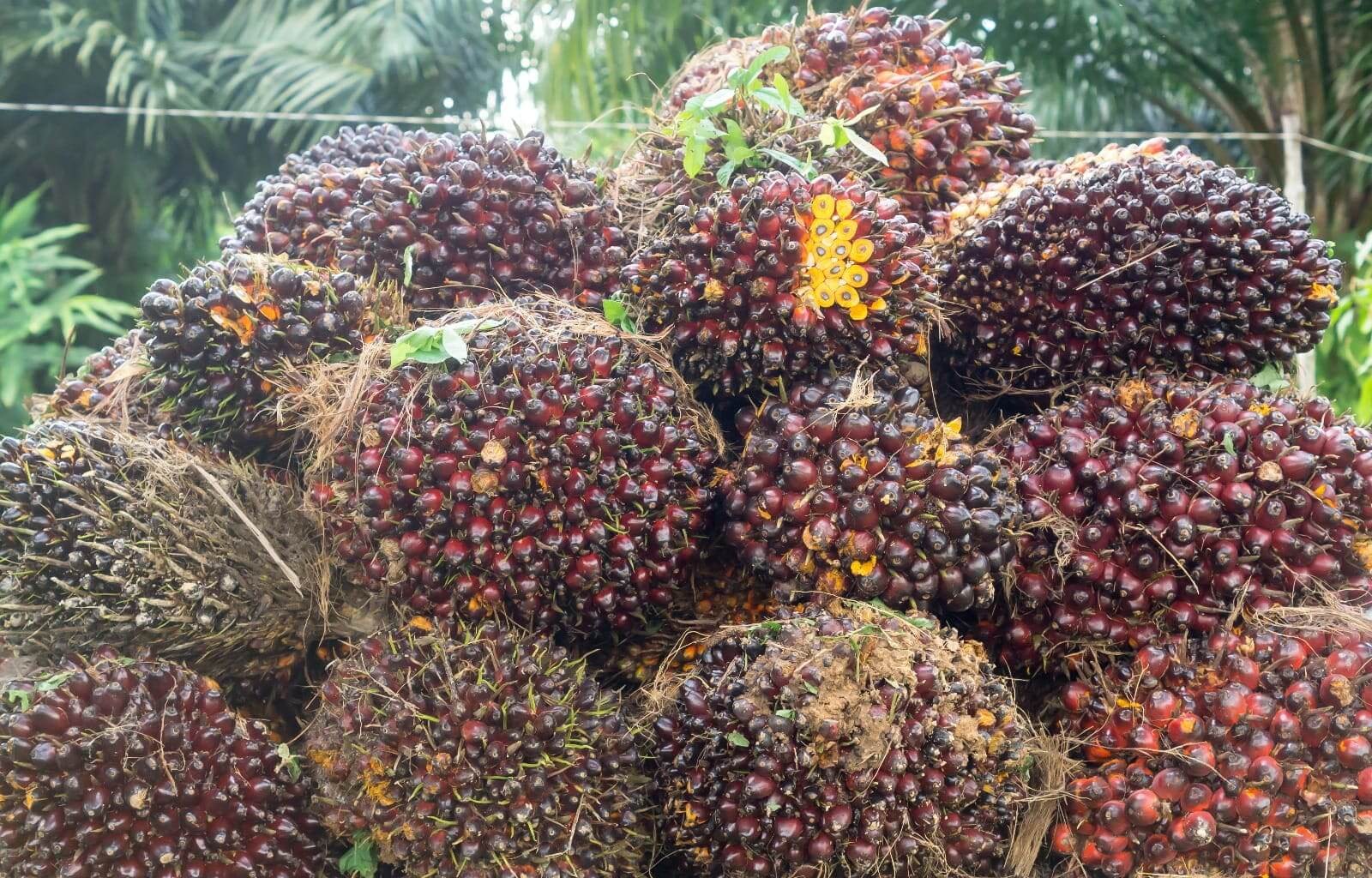 El Niño Mengintai, Simak Prospek Sederet Saham Sawit (CPO). (Foto: Magnific)