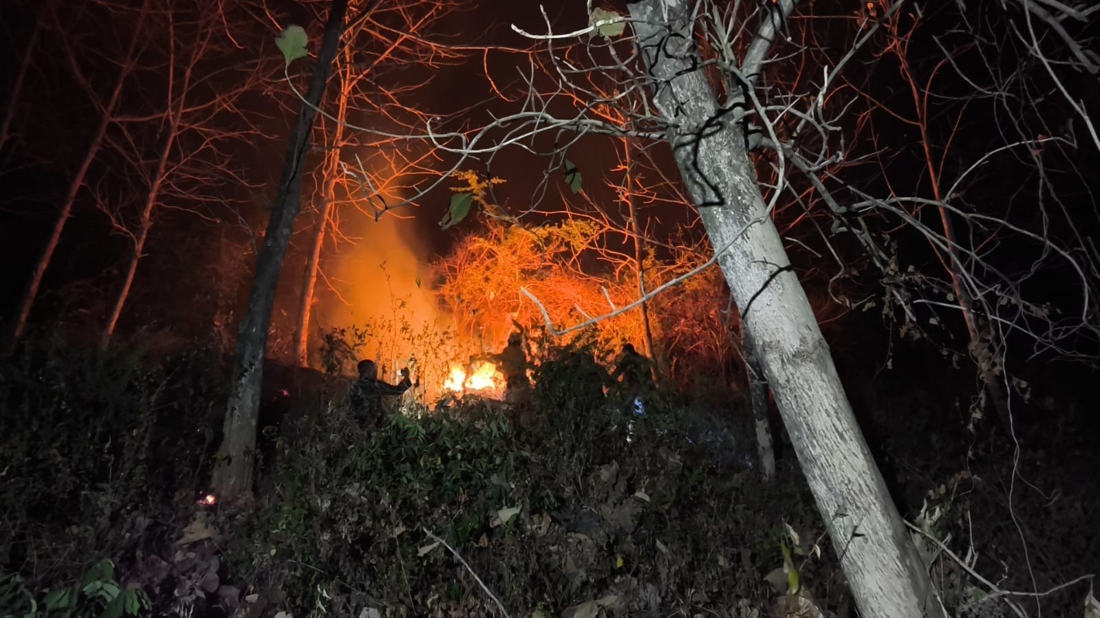 BNPB: Karhutla di Jatim dan Kaltara Capai 37,84 Hektare. (Foto Istimewa)