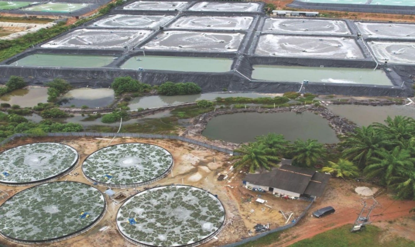 Jatuh 90 Persen Sejak Awal 2026, Saham UDNG Alami ARB Berjilid-jilid. (Foto: Agro Bahari)