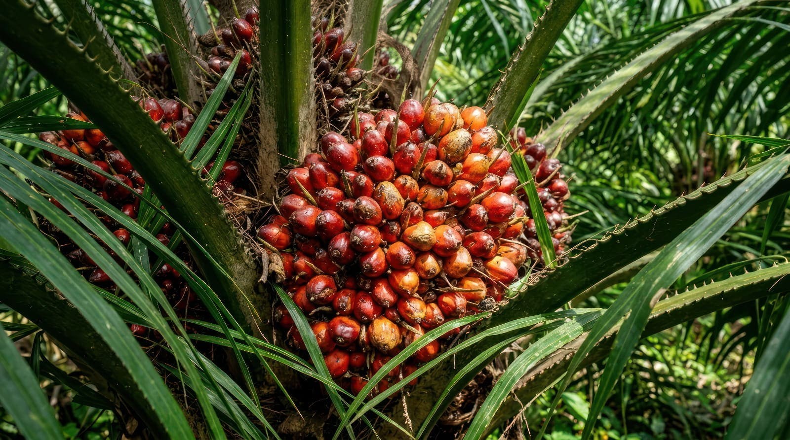 El Niño dan B50 Jadi Katalis Emiten Sawit, 3 Saham Ini Jadi Sorotan. (Foto: Magnific)