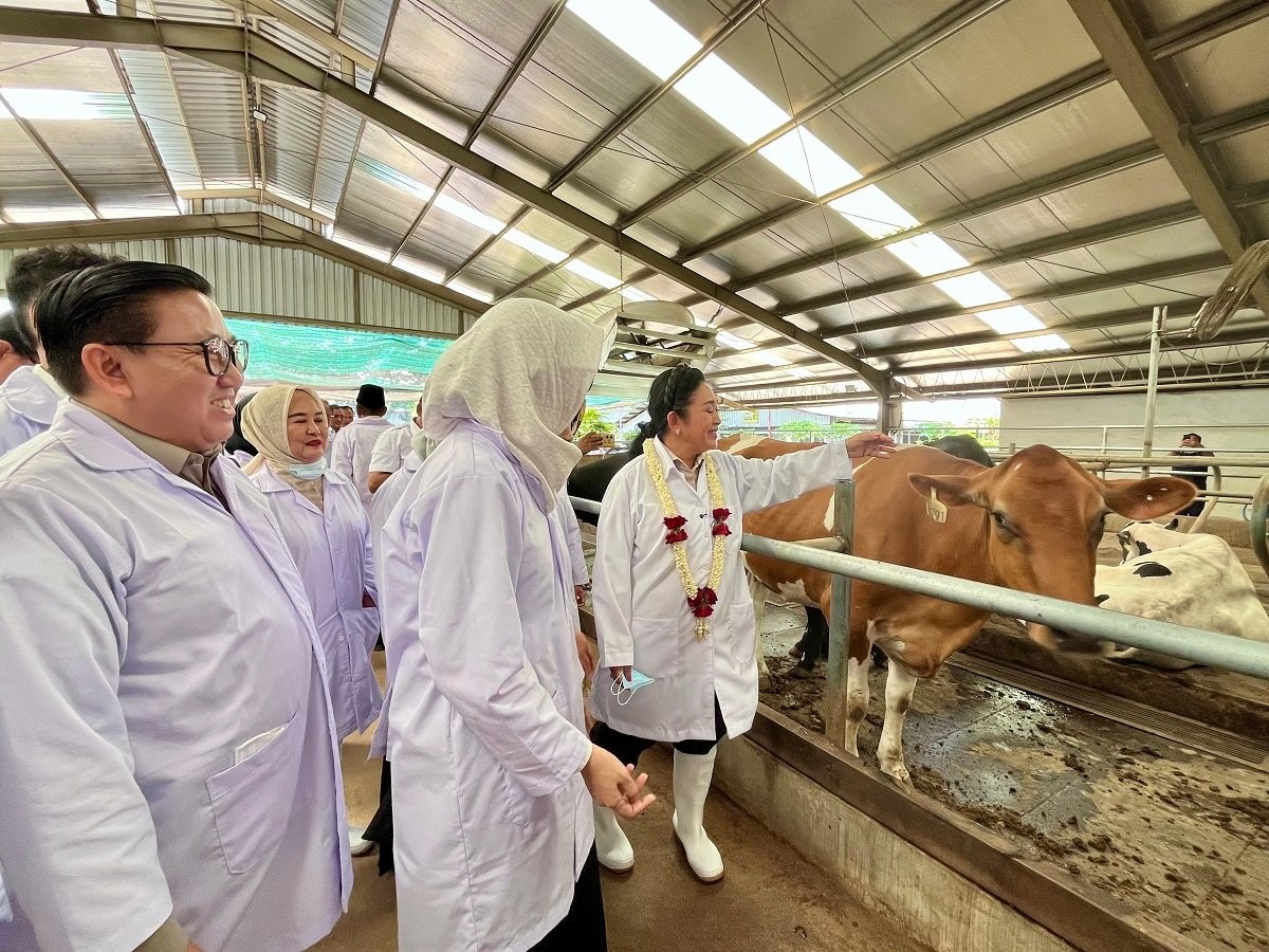 Kementan Kejar Tambahan 600 Ribu Sapi Perah hingga 2029 (FOTO:Dok Laman Kementan)