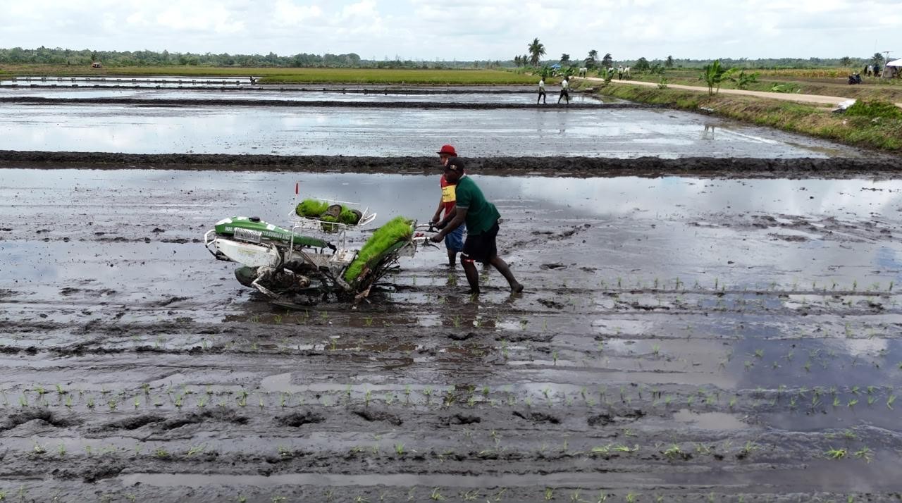 Produksi Padi Nasional Tetap Berlimpah hingga Capai 43,89 Juta Ton Meski Ada El Nino. (Foto Istimewa)