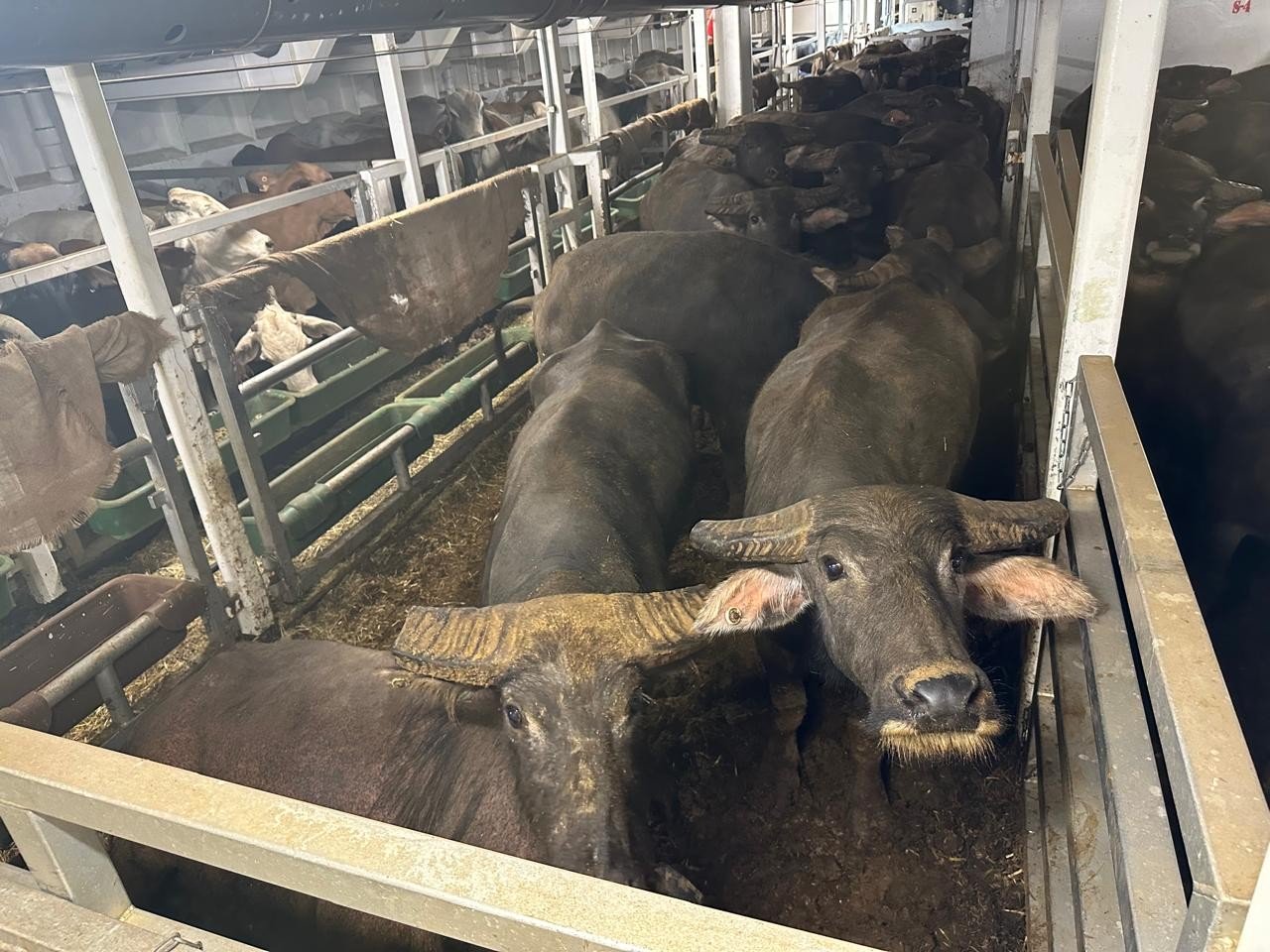 RI Impor Kerbau Australia, Alternatif Pasokan Protein Hewani di Tengah Mahalnya Harga Sapi. Foto: iNews Media Group.