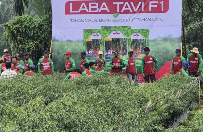 Mitigasi Dampak Kemarau Panjang, Begini Inovasi pada Sentra Produksi Cabai (FOTO:Dok Ist)