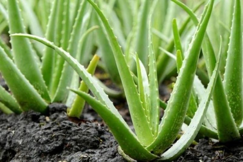 Cerita Bisnis Mount Vera Sejati, Gandeng Ratusan Petani Gunungkidul, Budidayakan Lidah Buaya. (Foto: