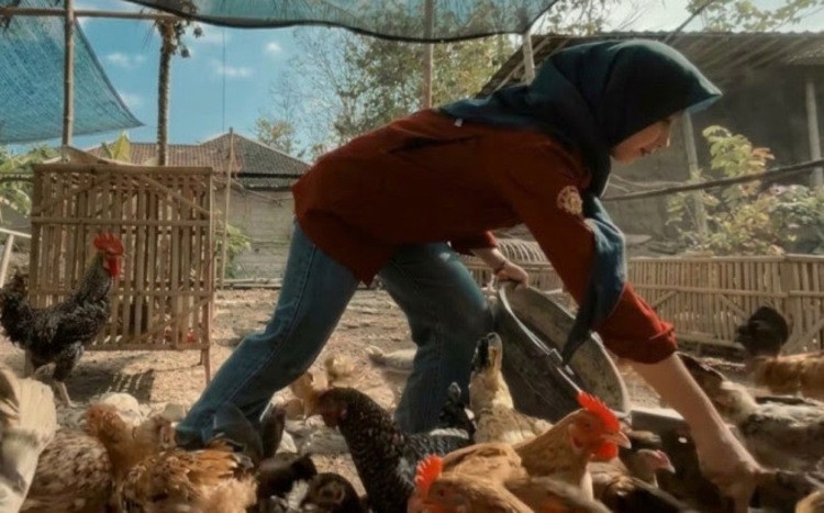 Kisah Sukses Mahasiswa UGM Anjeli Astriani, Sulap Rp500.000 Jadi Ratusan Ayam. (Foto: MNC Media)