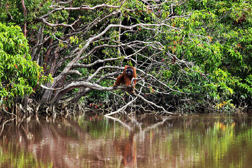 AS Sumbang Rp796 Miliar untuk Lindungi Orangutan di Indonesia. (Foto: MNC Media)