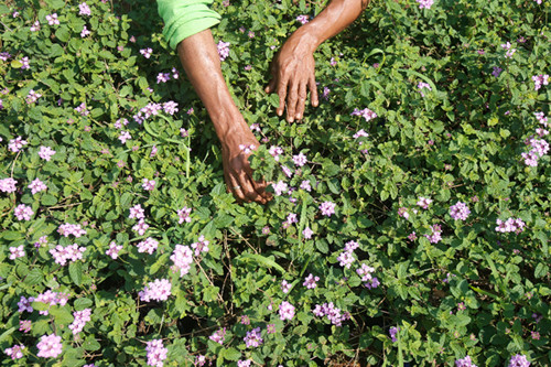 4 Cara Mendapatkan Uang dari Berkebun, Ubah Hobi Jadi Ladang Cuan. (Foto: Istimewa)