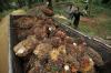 Pasar Galau, Eagle High (BWPT) Buyback Saham Rp50 Miliar Mulai Besok (Foto MNC Media)