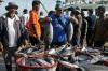 KKP Klaim Indonesia Jadi Salah Satu Negara Produsen Ikan Tuna Terbesar di Dunia