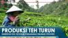 Produksi Teh Turun, Kementan Usul Program Penanaman Tanaman Produksi