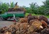 Cegah Kehilangan Rp90 Miliar Juta dari Industri Agro, Pemerintah  Dorong Industri Hijau. Foto: MNC Media.
