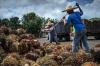 Siap Cuan, Sampoerna Agro (SGRO) Siram Dividen Rp288 per Saham (Foto MNC Media)