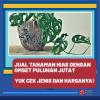 Jual Tanaman Hias dengan Omset Puluhan Juta? Yuk Cek Jenis dan Harganya