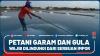 Petani Garam Dan Gula Wajib Dilindungi Dari Serbuan Impor - Market Review Part 5