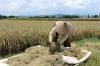 El Nino Ancam Produksi Beras, Ini Solusi Vietnam. (Foto: MNC Media)