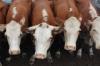Antisipasi Harga Daging Tak Melonjak, RI Impor 502 Ribu Sapi (FOTO: MNC Media)