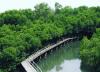 Kembangkan Mangrove di RI, Luhut Gandeng UEA. (Foto: MNC Media)