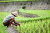 Kementerian PUPR: Baru 10 Persen Sawah Dapat Air dari Bendungan. Foto: MNC Media.