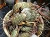 Menteri Teten Ingin Peran Budidaya Lobster Bisa Seperti Salmon di Norwegia (FOTO: MNC Media)