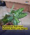 Perdana, Tanaman Hias Asal Aceh Ini Tembus Pasar Jepang (FOTO: Bea Cukai)