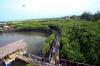 Tanam Mangrove di Empat Provinsi, KKP Terima Anggaran Rp43,34 Miliar  (FOTO:MNC Media)
