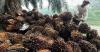 Sektor Perkebunan hingga Farmasi Jadi Prioritas, Gubernur BI: Berkontribusi Besar pada PDB (Dok.MNC Media)