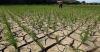 PBB Minta Dunia Bersiap Hadapi El Nino. (Foto: MNC Media)