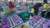Pacu Pertumbuhan Bisnis, Selaras Citra (SCNP) Produksi Alat Kesehatan Dalam Negeri (FOTO:MNC Media)