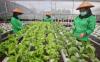 Bertani di Lahan Sempit? Ini Tips Urban Farming dari Kementan (Dok.MNC Media)