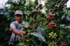 Petani kopi di Malang