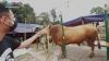 Wow, Raffi Ahmad Siapkan 10 Sapi dan 10 Kambing untuk Kurban, Beratnya Capai 1,3 Ton. (Foto: MNC Media)