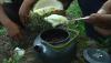 Kopi Durian khas Bangka, Bisa Jadi Inspirasi Buka BisnisÂ  (Dok.Ist)